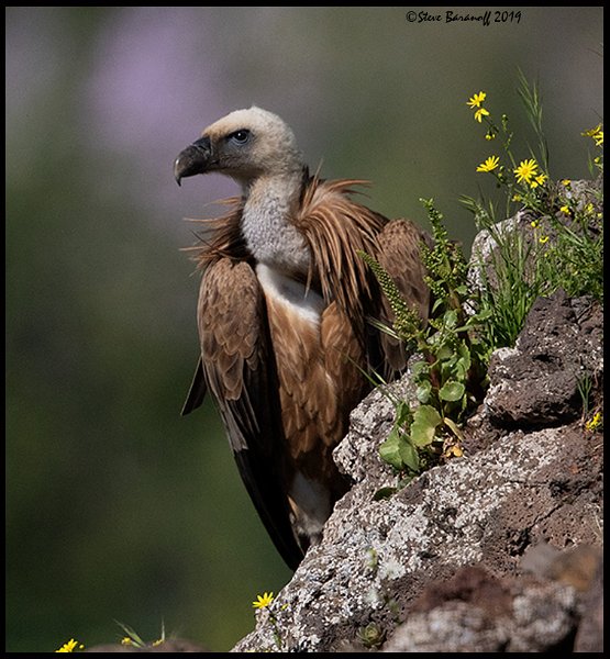 _9SB2433 griffon vulture.jpg
